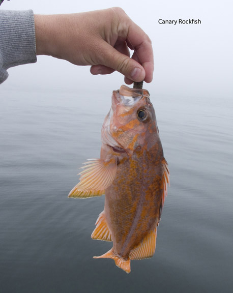 canary rockfish.jpg